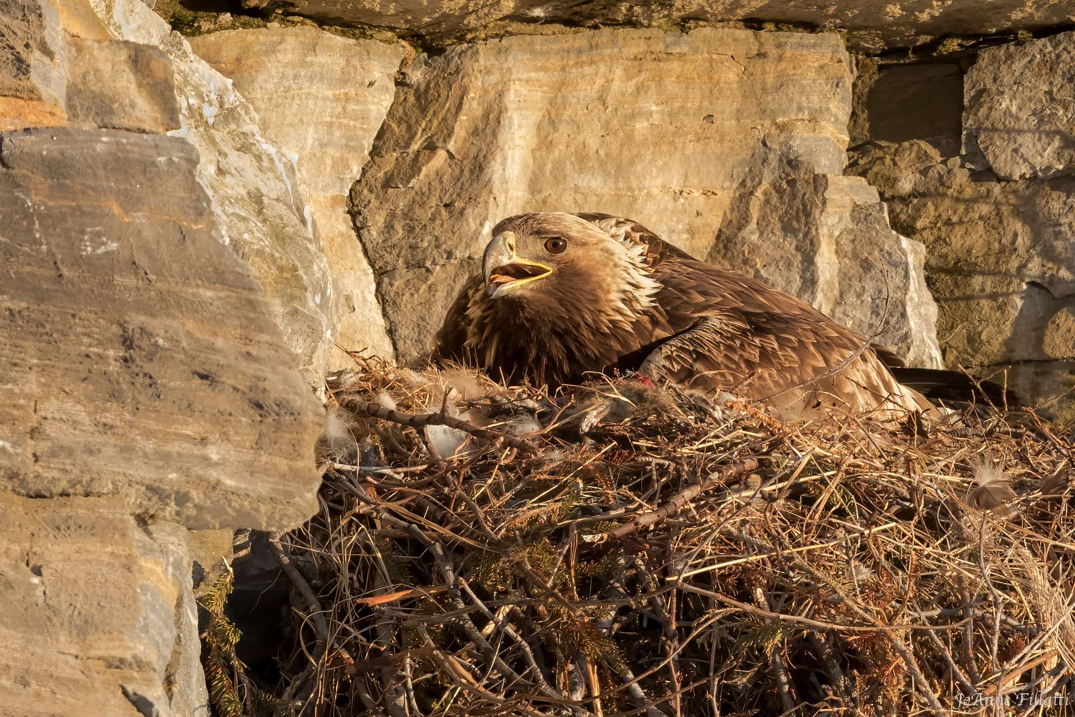 bird of alaska image 14